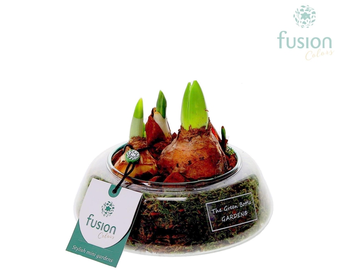 <h4>Green Bottle Christel Small met Bollen mix</h4>