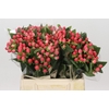 Hypericum Sweet Romance