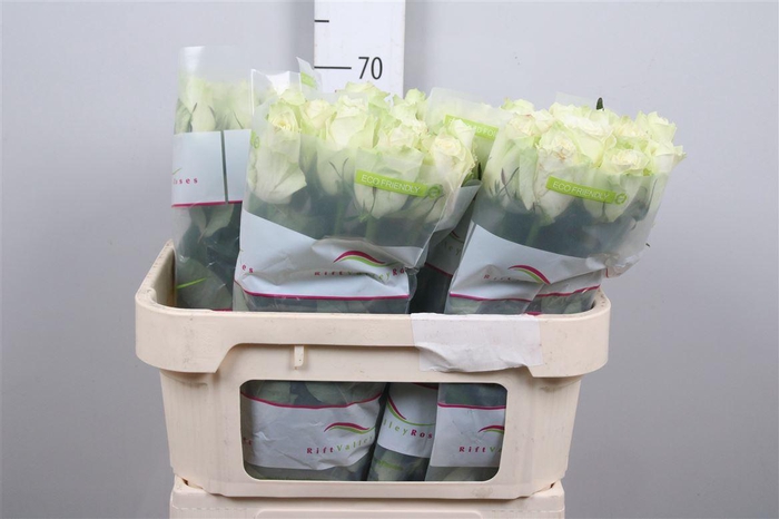 <h4>R Gr Athena</h4>