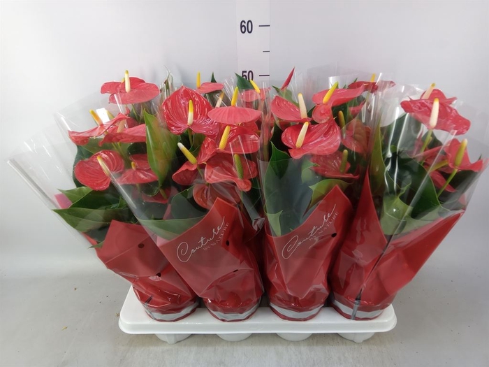 <h4>Anthurium andr. 'Esudo'</h4>
