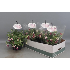 FUCHSIA B F HANG GEM