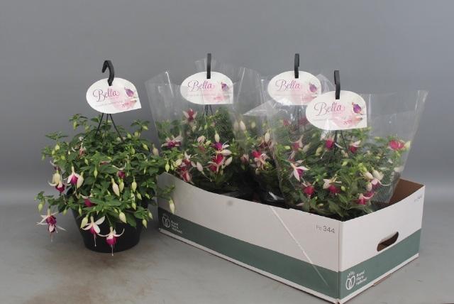 <h4>FUCHSIA B F HANG GEM</h4>