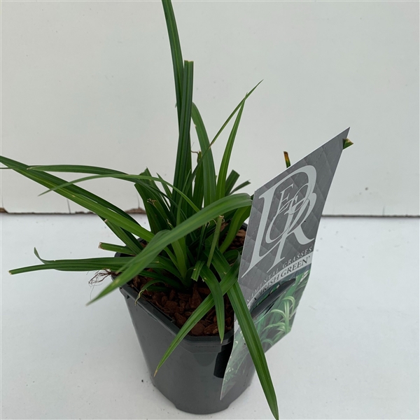 <h4>Graminées Carex 'Irisch Green'</h4>