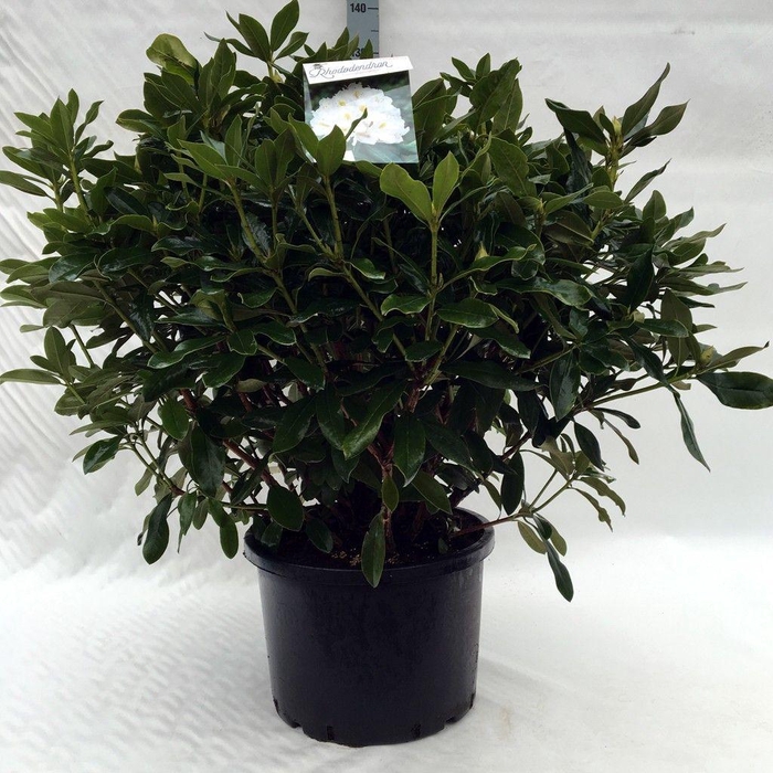 <h4>Rhodo. 'Cunningham's White' white</h4>