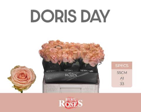<h4>Rosa la doris day</h4>