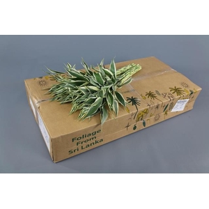 Dracaena Sanderiana White (air)
