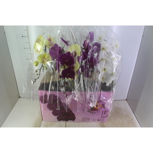 PHALAENOPSIS CASCATA ESPECIAL P15 MIN 11 FLS