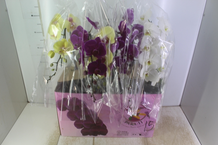 <h4>PHALAENOPSIS CASCATA ESPECIAL P15 MIN 11 FLS</h4>