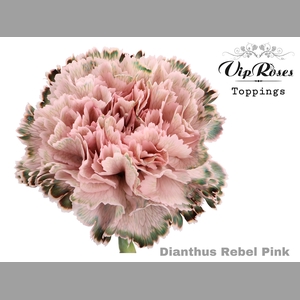 DI ST REBEL PINK