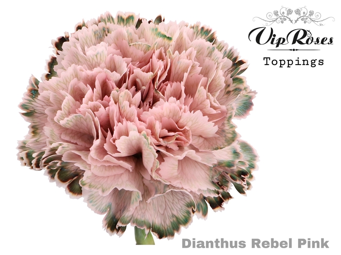 <h4>DI ST REBEL PINK</h4>