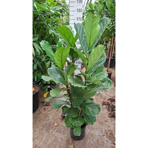 Ficus lyrata