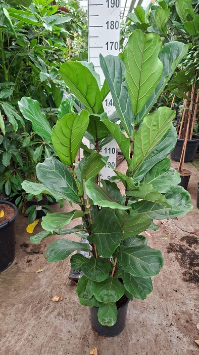 <h4>Ficus lyrata</h4>