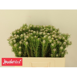 LEUCAD L AY JA PE VT