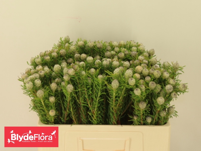 <h4>LEUCAD L AY JA PE VT</h4>