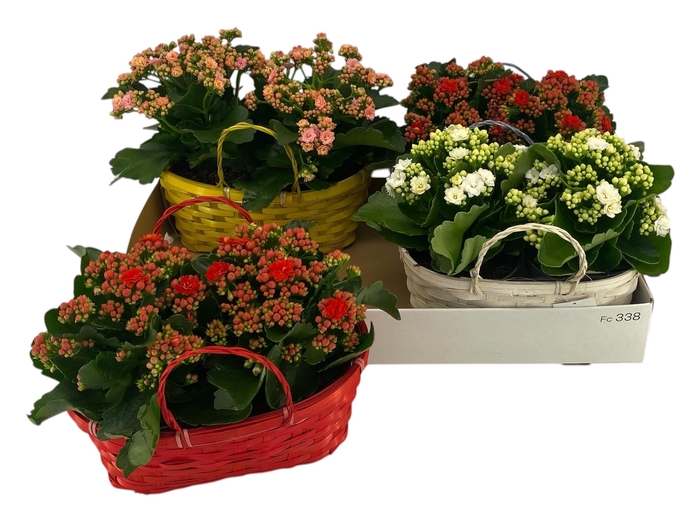 <h4>KAL GE GEM 4 KL</h4>