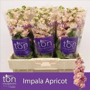 Matthiola incana 'Impala Apricot'