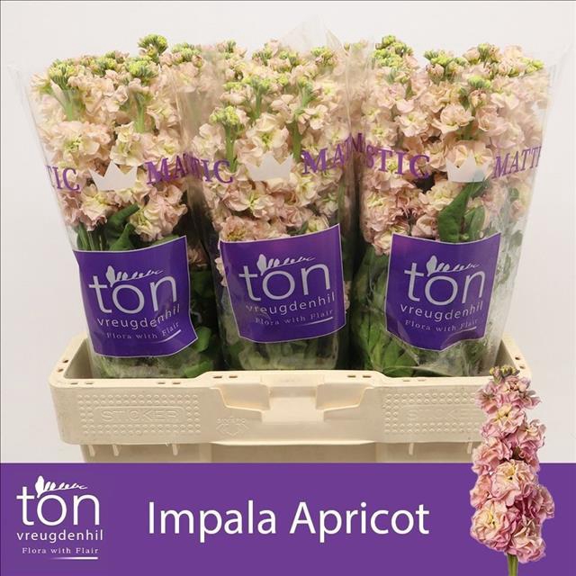 <h4>Matthiola incana 'Impala Apricot'</h4>