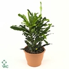 Codiaeum Curly 