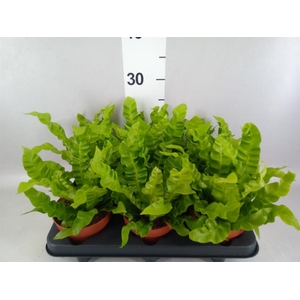 Asplenium nidus 'Crispy Wave'