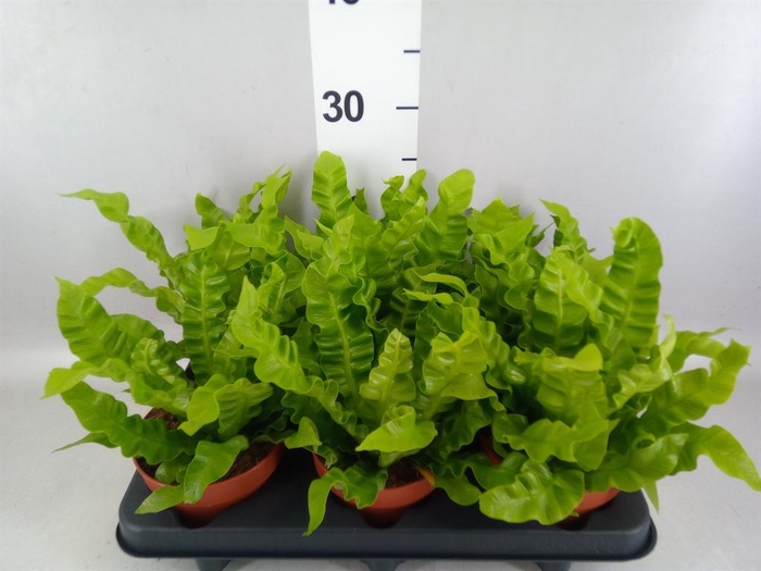 <h4>Asplenium nidus 'Crispy Wave'</h4>