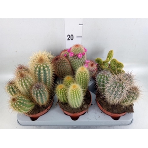 Cactus   ...mix