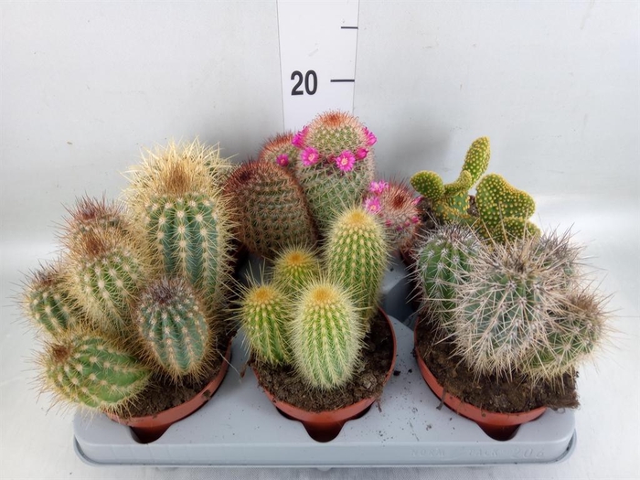<h4>Cactus   ...mix</h4>