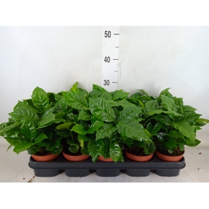 Coffea arabica