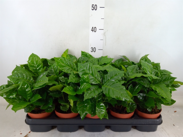 <h4>Coffea arabica</h4>