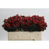 Hypericum True Romance