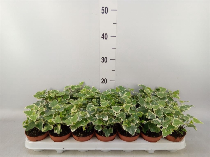 <h4>Hedera helix 'White Wonder'</h4>