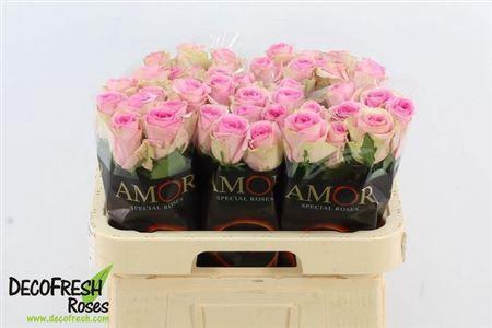 <h4>R Gr New Rosa</h4>