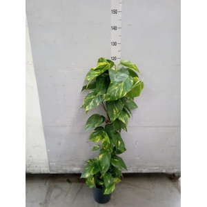 Epipremnum pinn.   ...moss stick