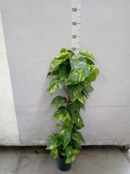 <h4>Epipremnum pinn.   ...moss stick</h4>