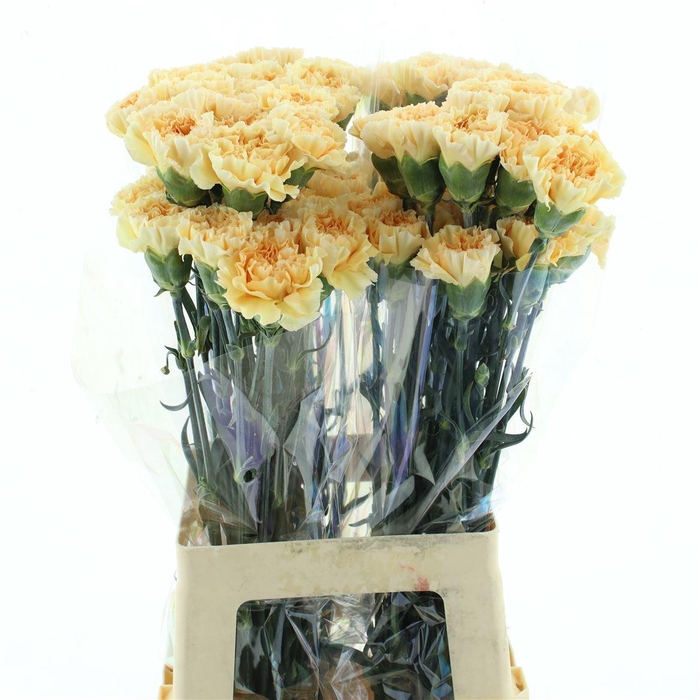 <h4>Di St Col Crimea</h4>