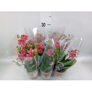 Phalaenopsis multi.   ...orange