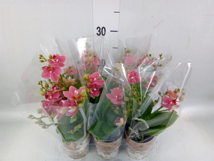 <h4>Phalaenopsis multi.   ...orange</h4>