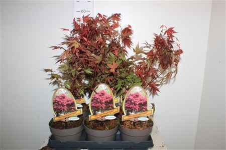 <h4>Acer Pa Atropurpureu</h4>