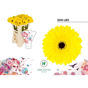 Gerbera Don Leo