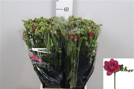 <h4>Fr Du Expression</h4>