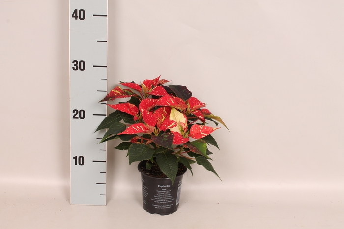 <h4>Poinsettia 10,5 cm Christmas Feelings® Glitter</h4>