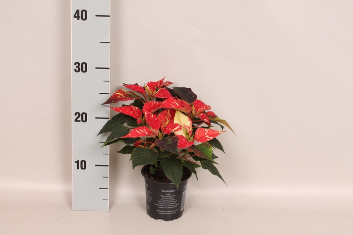 Poinsettia 10,5 cm Christmas Feelings® Glitter