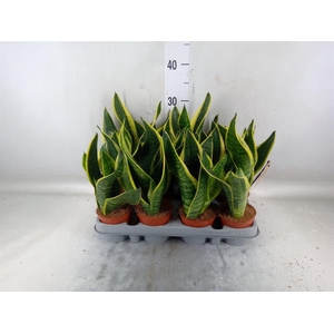 Sansevieria trifa. 'Futura Superba'