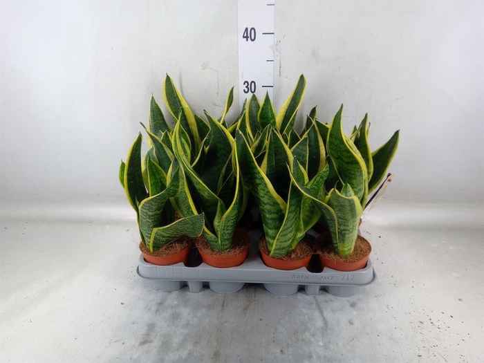 <h4>Sansevieria trifa. 'Futura Superba'</h4>