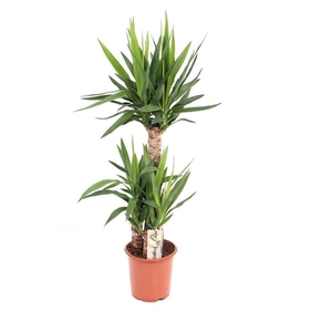 YUCCA