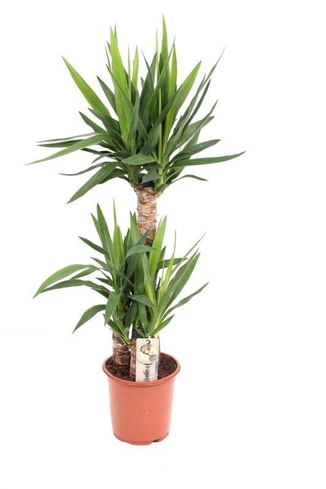 <h4>YUCCA</h4>