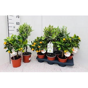 Algarve Mix Citrus & Olea on stem