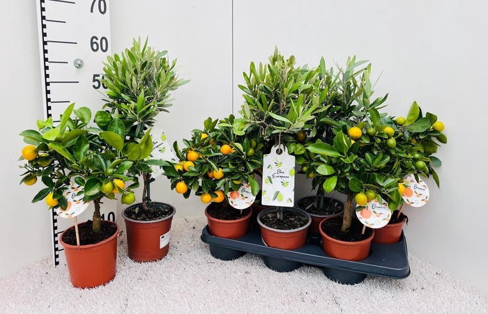 <h4>Algarve Mix Citrus & Olea on stem</h4>