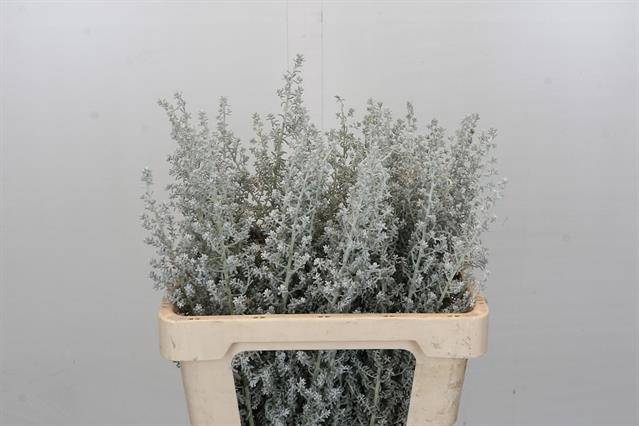 <h4>Kochia (Maireana Sedifolia)</h4>