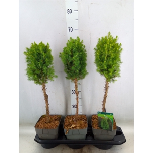 Picea glauca 'Perfecta'