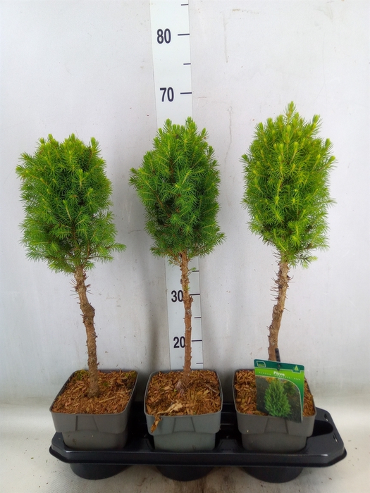 <h4>Picea glauca 'Perfecta'</h4>